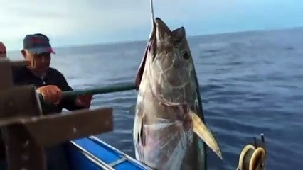 Lo squalo Mako davanti a Marzamemi in Sicilia: la sequenza spettacolare