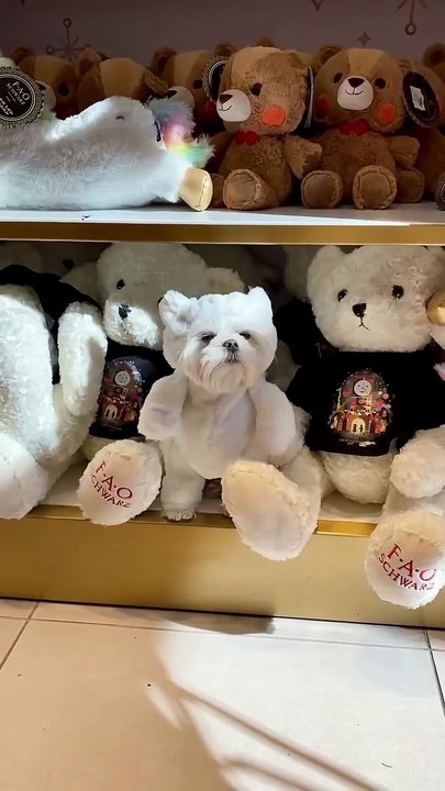 find the difference where is the dog among the stuffed bears? haha