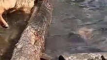 dogs vs branches hahahaha