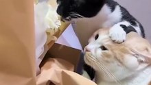 compilation with cats you’ll laugh so hard ahahah