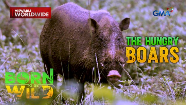 Baboy ramo sa Palawan, problema ng mga magsasaka | Born to Be Wild