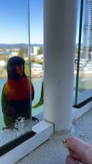 Lorikeet Tries Walnut: Amusing Rejection Moment ||