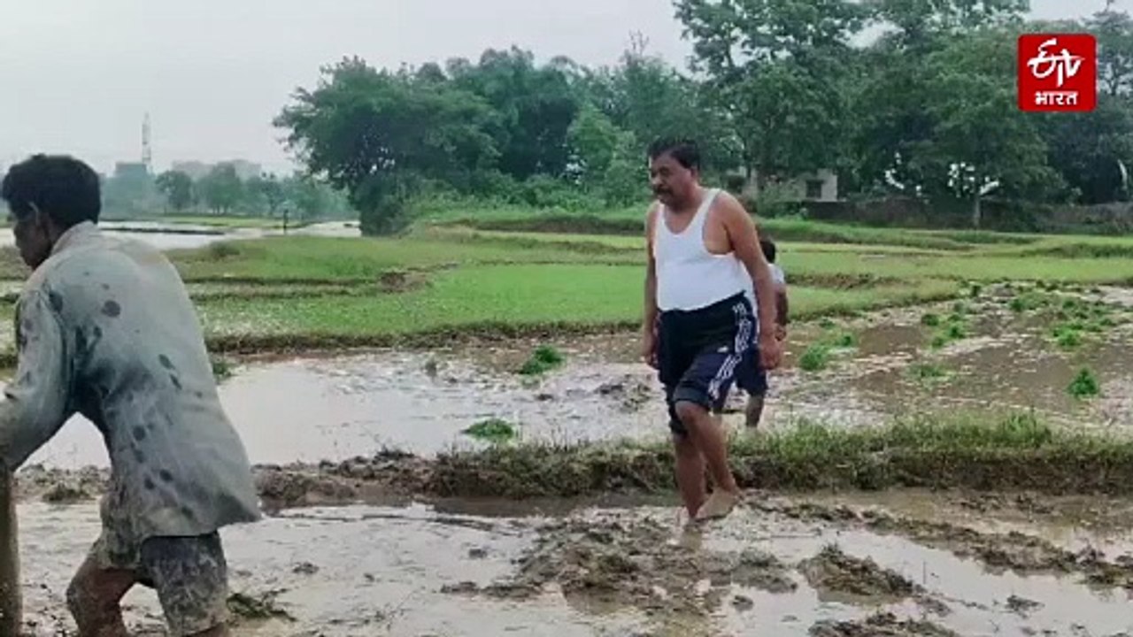 हल-बैल लेकर खेत में उतरे कांग्रेस नेता बंधु तिर्की, धनरोपनी कर दिया ये संदेश