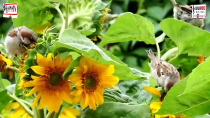 Wonders of the Reptile Island Forest! Apna Tv New York 20-07-2025