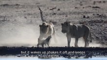 Honey Badger VS 3 Lions – Nature’s Most Fearless Animal