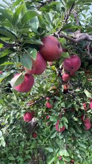 One Apple a Day Keeps the Doctor Away