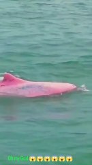 अगर आपने अमेज़न जंगल के जानवरों के बारे जानना है तो यह वीडियो आप के लिए है।