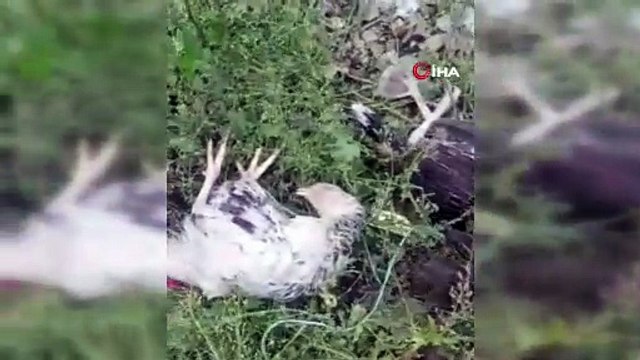 Yüksekova’da başıboş köpekler 21 hindi ve tavuğu telef etti