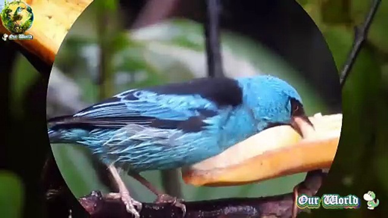 Blue Dacnis 02