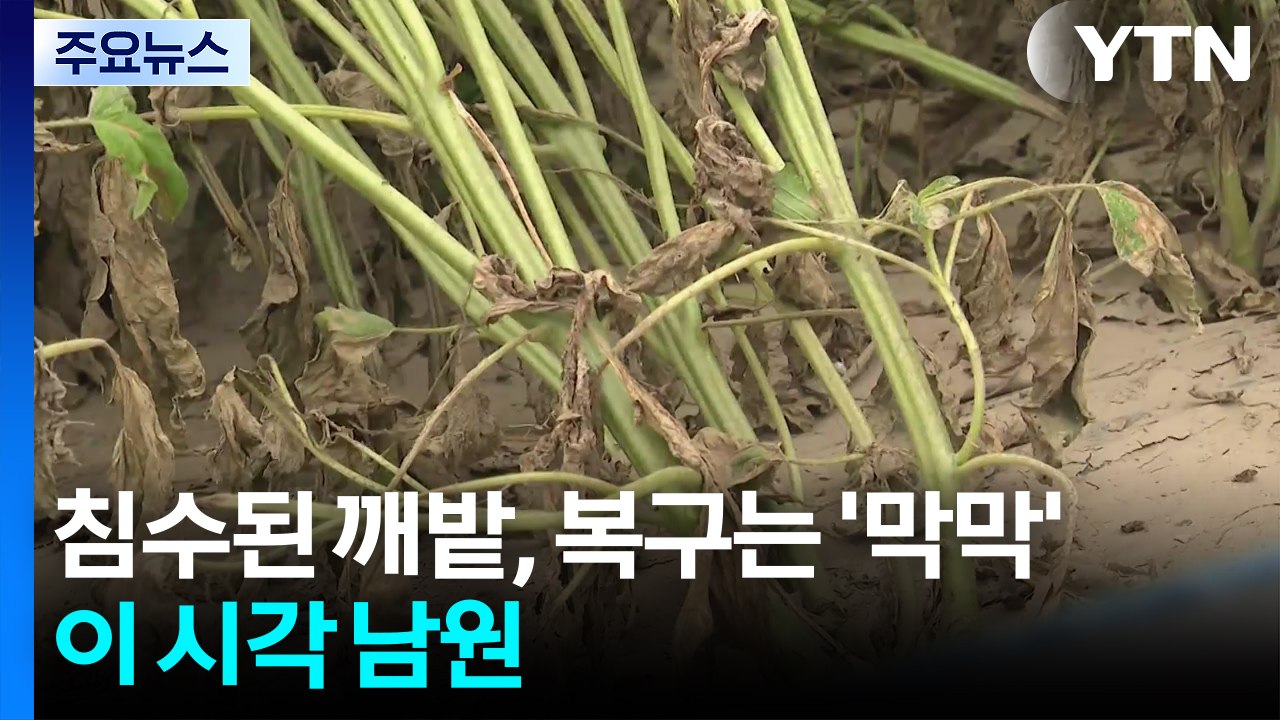 침수된 깨밭, 복구는 '막막'...이 시각 남원 / YTN