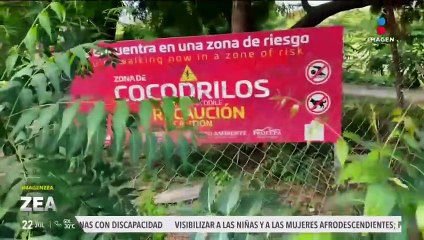 Ataques de cocodrilo: El testimonio de Alejandra Noguera