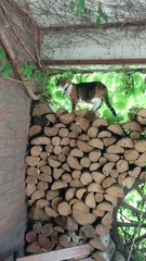 Funny cat safest place. Best monitoring ever:)😸 #cats