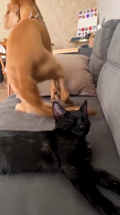 Get ready to laugh out loud as this goofy furball steals the spotlight with its unexpected antics! 🐾😂