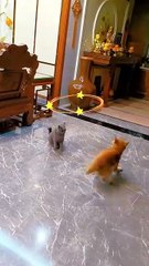 funny dog and cat compilation  guaranteed laughter