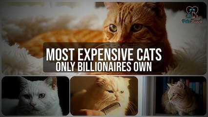 Top 10 Most Expensive Cat Breeds in the World