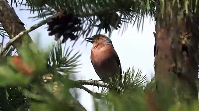 Tarım ve Orman Bakanı Yumaklı’dan orman yangınlarına karşı sıcaklık uyarısı