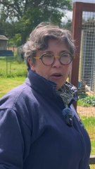 Manuela Leduc répond à nos questions sur son activité d’éleveuse de poules professionnelles ! 🐔Reportage complet à visionner sur notre chaîne YouTube (lien en bio) 🧡