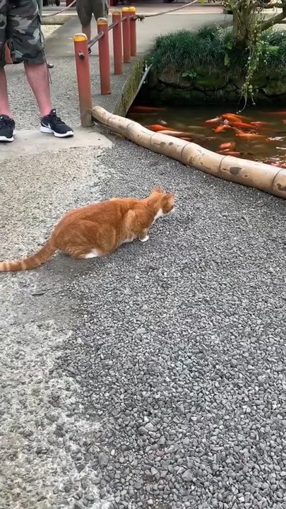 This silly pet moment is guaranteed to brighten your day in just seconds! 🐶🤣