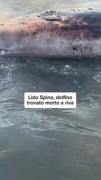 Delfino trovato morto sulla riva a Lido Spina