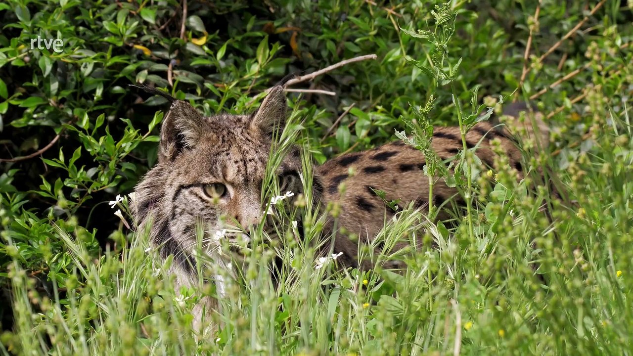 Cuaderno de campo, Linces