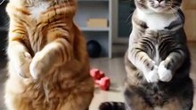 These Two Cats Just Broke the Cuteness Scale! 💥🐾