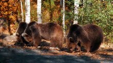 Os animais mais fofos do mundo  n•77