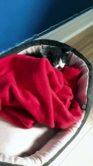 Rencontre mon nouveau chaton…