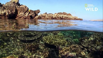 Animaux : La Méduse