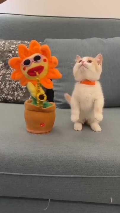 Cats funny moments.