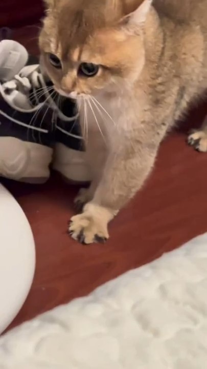 😂 You won’t believe what these cats did! Instant mood booster!