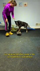 Tired of Barking & Chewing? Try This