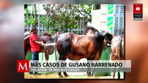 Detectan 19 nuevos casos del gusano barrenador en Yucatán