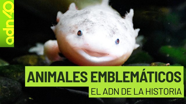 Animales en la Historia l El ADN de la historia