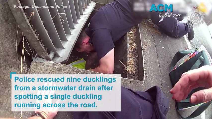 Police rescue ducklings from a stormwater drain | Newcastle Herald ...