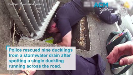 Police rescue ducklings from a stormwater drain