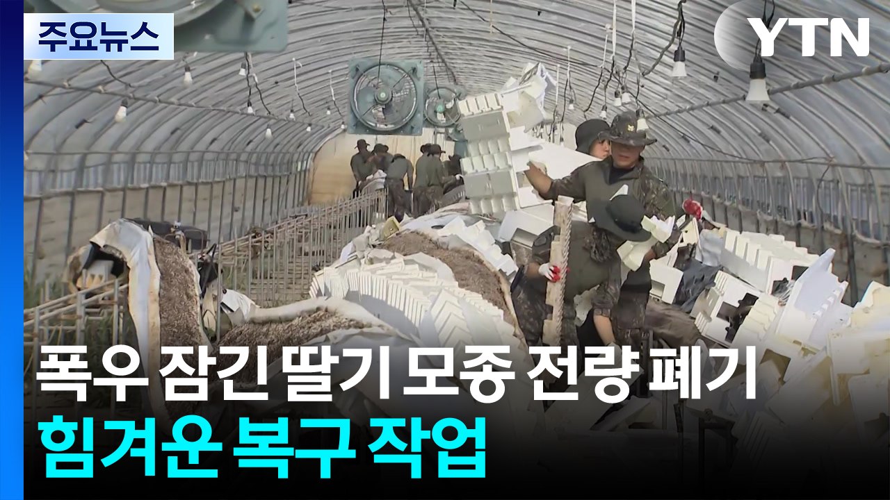폭우에 잠긴 딸기 모종 전량 폐기...힘겨운 수해 복구 / YTN