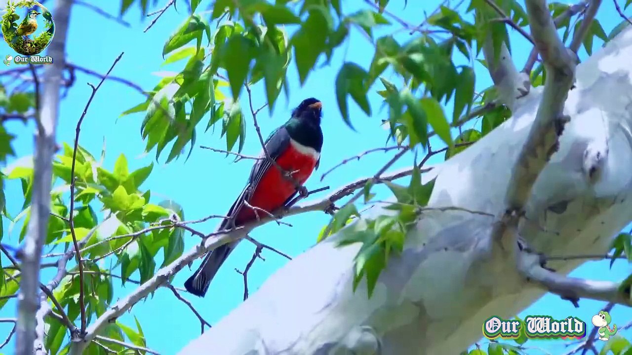 Cutest Bird Elegant Tragon