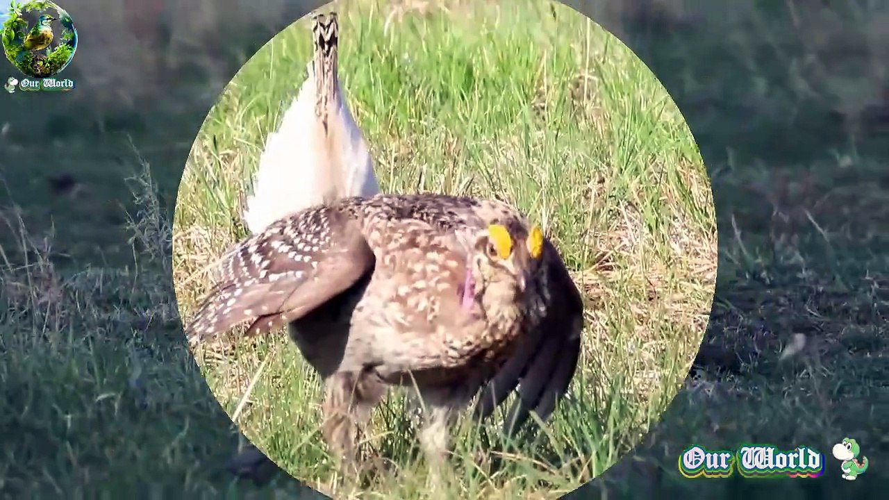 Enticing Dancing Bird - Sharp tailed grouse