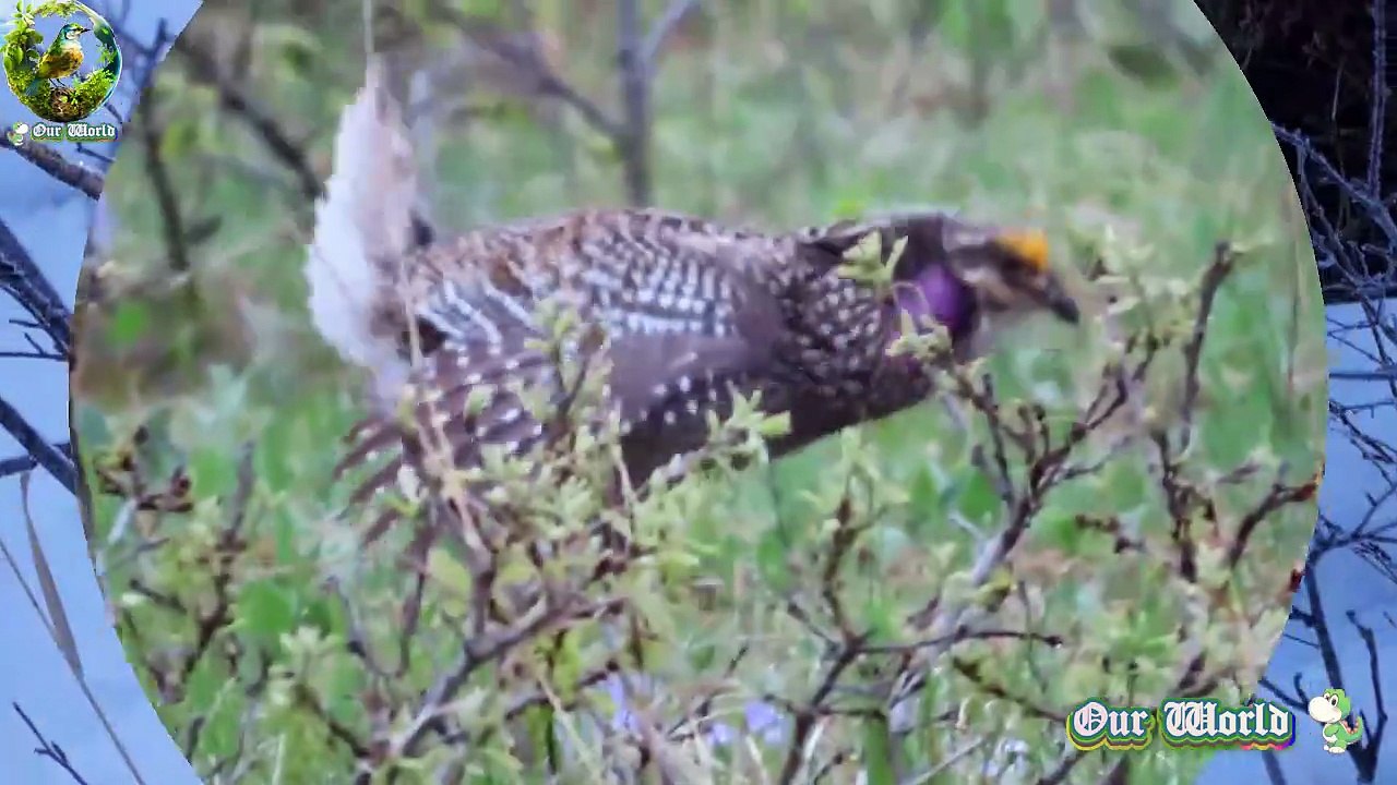 Spectacular Dancing Bird - Sharp tailed grouse 02