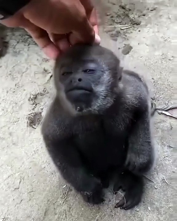 Quero um carinho!