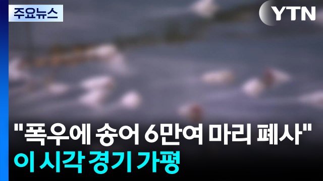 폭우에 송어 6만여 마리 폐사 ...이 시각 경기 가평군 / YTN