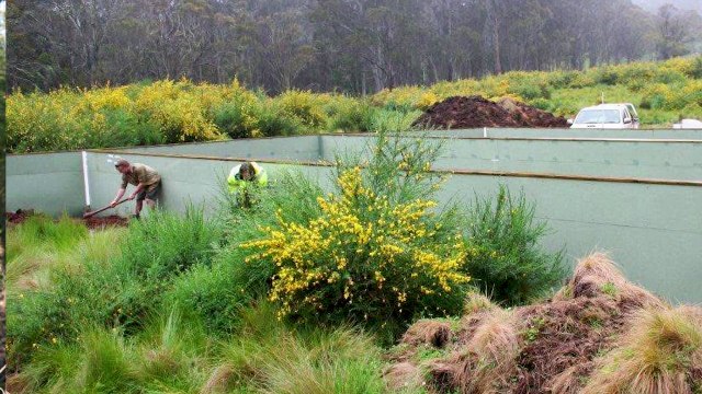 Scotch Broom eradicated by gall mites