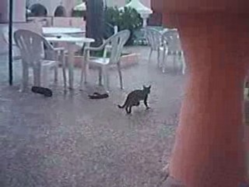 Chat attaque par des claquettes