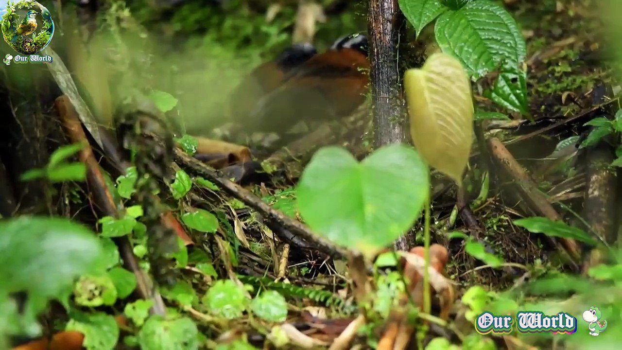 Cute Song Bird -Tanager Finch - Oreothraupis arremonops