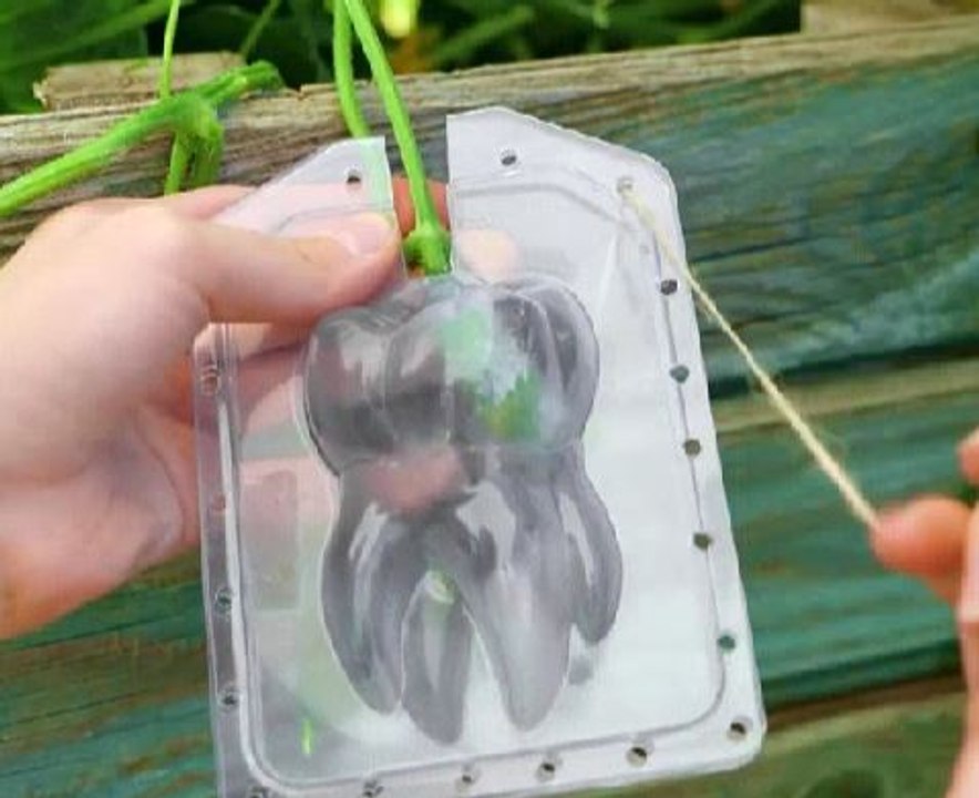 Surprising plant hacks for you to learn!