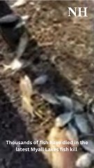 Myall Lakes Fish Kill