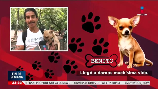 Educación canina, ¿por qué es importante y cuándo debe iniciar?