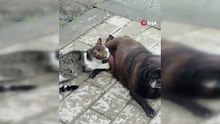 Kediye annelik yapan köpeği görenler şaşkınlığını gizleyemedi!