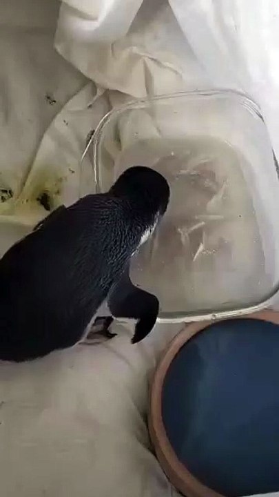 Penguin at Belmont