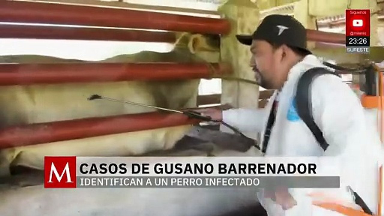 Nuevos casos de gusano barrenador en animales de Yucatán sin sacrificios